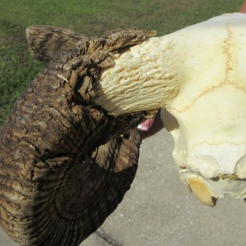 B-Grade African Merino Ram/Sheep Skull with 24" Horns 