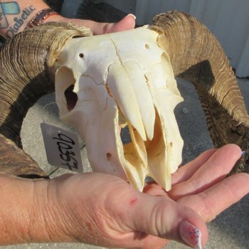 B-Grade African Merino Ram/Sheep Skull with 24" Horns 