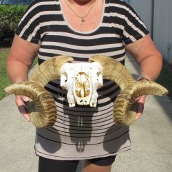B-Grade African Merino Ram/Sheep Skull with 29" Horns 