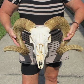 B-Grade African Merino Ram/Sheep Skull with 29" Horns 