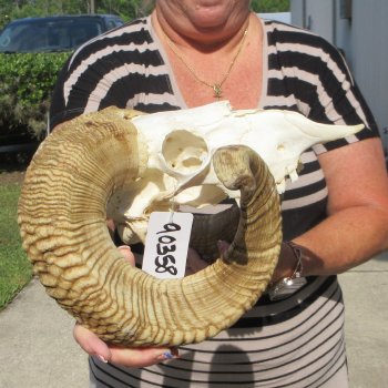 B-Grade African Merino Ram/Sheep Skull with 29" Horns 