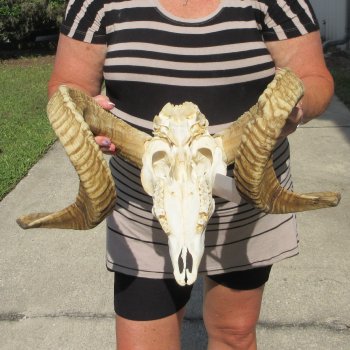B-Grade African Merino Ram/Sheep Skull with 29" Horns 