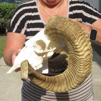 B-Grade African Merino Ram/Sheep Skull with 29" Horns 