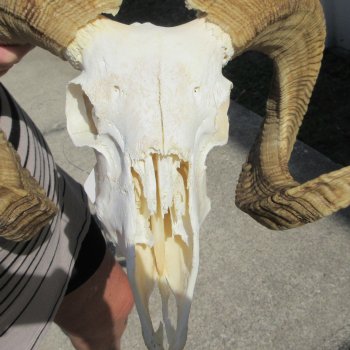 B-Grade African Merino Ram/Sheep Skull with 29" Horns 