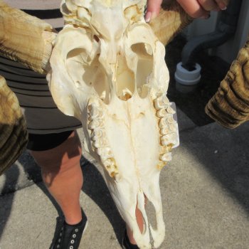 B-Grade African Merino Ram/Sheep Skull with 29" Horns 