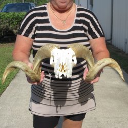 B-Grade African Merino Ram/Sheep Skull with 27" Horns 
