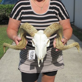 B-Grade African Merino Ram/Sheep Skull with 27" Horns 