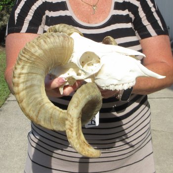 B-Grade African Merino Ram/Sheep Skull with 27" Horns 