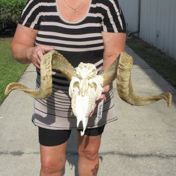 B-Grade African Merino Ram/Sheep Skull with 27" Horns 
