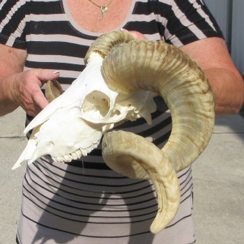 B-Grade African Merino Ram/Sheep Skull with 27" Horns 
