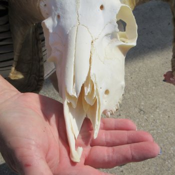 B-Grade African Merino Ram/Sheep Skull with 27" Horns 
