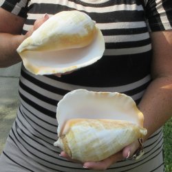 Two piece Eastern Pacific Giant Conch shells, 7-1/4"