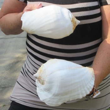 Two piece Eastern Pacific Giant Conch shells, 7-1/4"