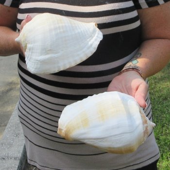 Two piece Eastern Pacific Giant Conch shells, 7"