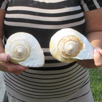 Two piece Eastern Pacific Giant Conch shells, 7"