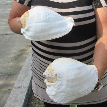 Two piece Eastern Pacific Giant Conch shells, 8"