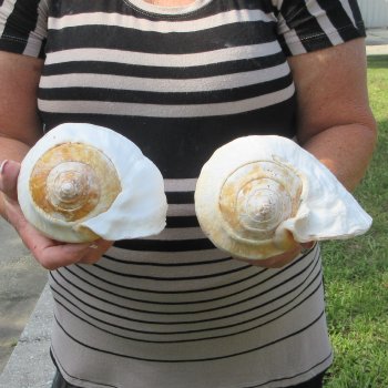 Two piece Eastern Pacific Giant Conch shells, 8"