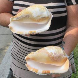 Two piece Eastern Pacific Giant Conch shells, 8"