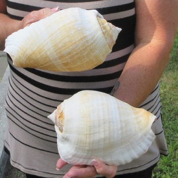 Two piece Eastern Pacific Giant Conch shells, 8"