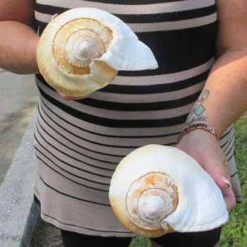 Two piece Eastern Pacific Giant Conch shells, 8"