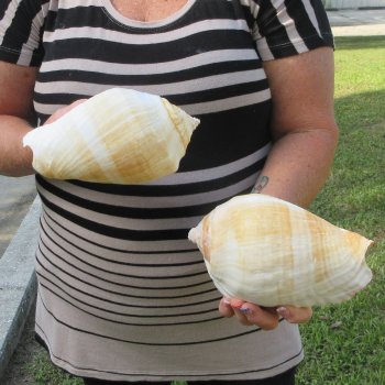 Two piece Eastern Pacific Giant Conch shells, 7"