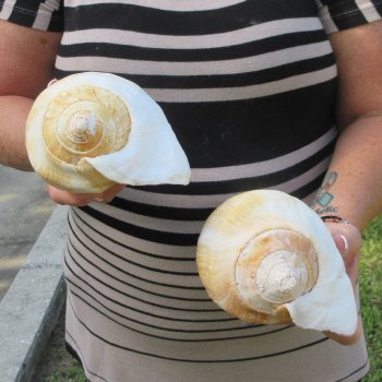 Two piece Eastern Pacific Giant Conch shells, 7"