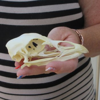A-Grade Turkey Skull 4-1/4 inches long