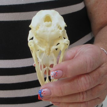 A-Grade Turkey Skull 4-1/4 inches long