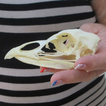 A-Grade Turkey Skull 4-1/4 inches long