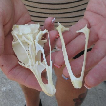 A-Grade Turkey Skull 4-1/4 inches long