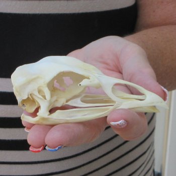 A-Grade Turkey Skull 4 inches long