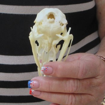 A-Grade Turkey Skull 4 inches long
