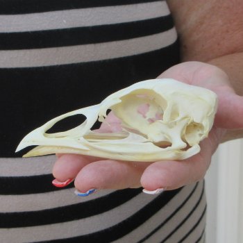 A-Grade Turkey Skull 4 inches long