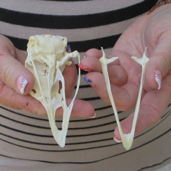 A-Grade Turkey Skull 4 inches long