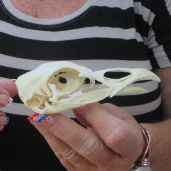 A-Grade Turkey Skull 4-1/2 inches long