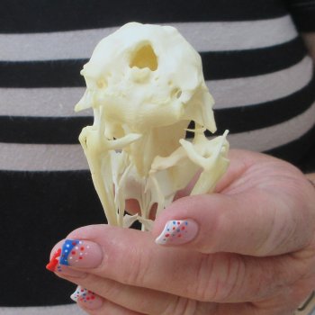 A-Grade Turkey Skull 4-1/2 inches long