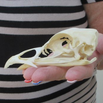 A-Grade Turkey Skull 4-1/2 inches long