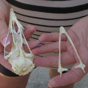 A-Grade Turkey Skull 4-1/2 inches long