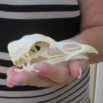 A-Grade Turkey Skull 4-1/4 inches long