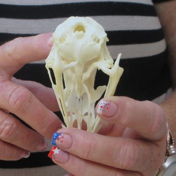 A-Grade Turkey Skull 4-1/4 inches long