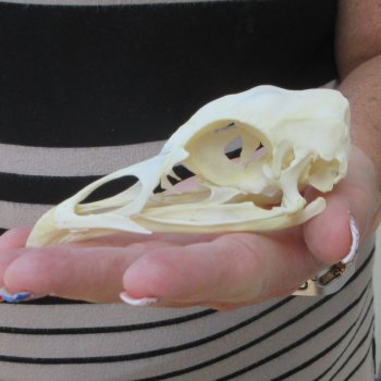 A-Grade Turkey Skull 4-1/4 inches long