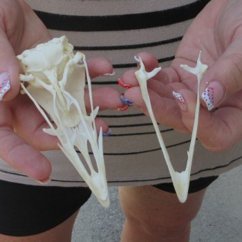 A-Grade Turkey Skull 4-1/4 inches long