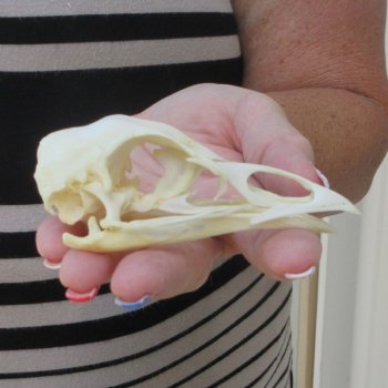 A-Grade Turkey Skull 4 inches long