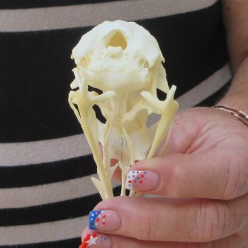 A-Grade Turkey Skull 4 inches long