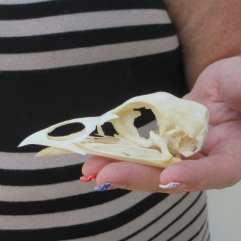 A-Grade Turkey Skull 4 inches long
