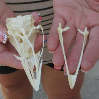 A-Grade Turkey Skull 4 inches long