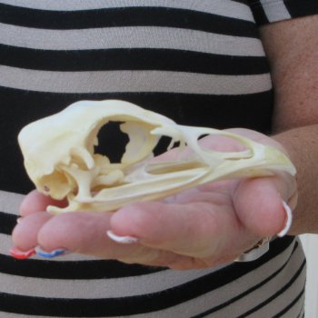 A-Grade Turkey Skull 4 inches long