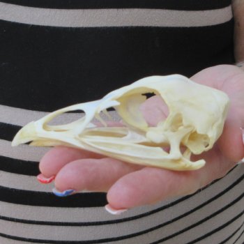 A-Grade Turkey Skull 4 inches long