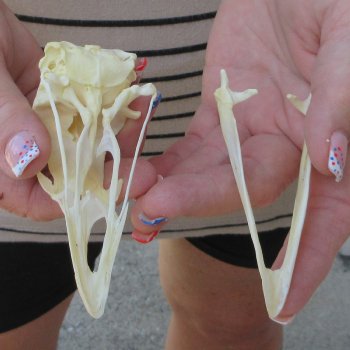 A-Grade Turkey Skull 4 inches long