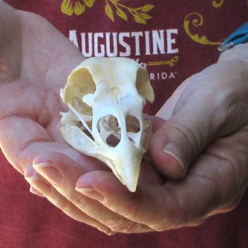 A-Grade Turkey Skull 4-1/2 inches long
